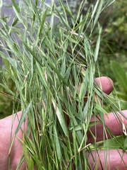 Dichanthelium lucidum