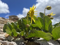 Senecio amplectens holmii