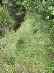 Dichanthelium lucidum
