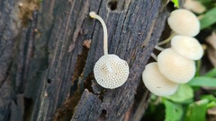 Favolaschia manipularis