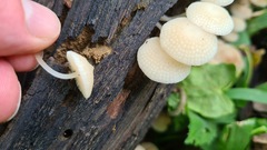 Favolaschia manipularis