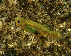 Gambusia nobilis