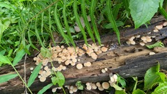 Favolaschia manipularis