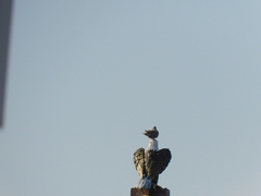 Streptopelia decaocto