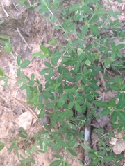 Lespedeza texana