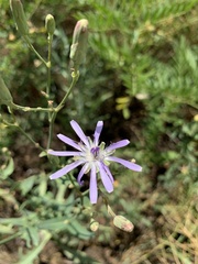 Lactuca pulchella