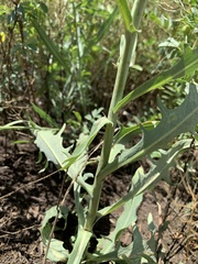 Lactuca pulchella