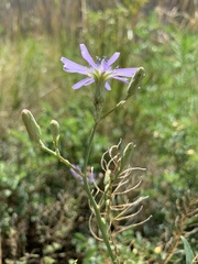 Lactuca pulchella