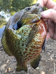 Lepomis auritus × macrochirus