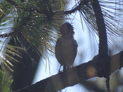 Oriturus superciliosus