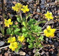 Ranunculus pygmaeus