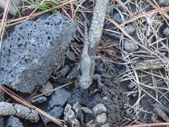 Sceloporus anahuacus