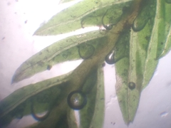 Fissidens blechnoides