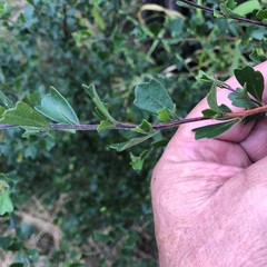 Dodonaea triangularis