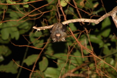 Rhinolophus formosae