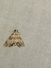 Eoparargyractis plevie