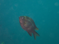 Philippines Chromis photo 3