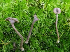 Craterellus carolinensis