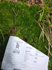 Craterellus carolinensis