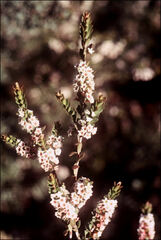 Thryptomene micrantha