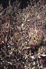 Thryptomene micrantha