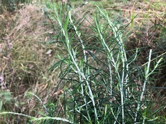 Cassinia laevis