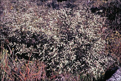 Thryptomene micrantha