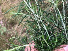 Cassinia laevis