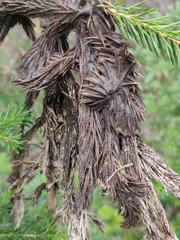 Herpotrichia juniperi