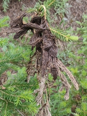 Herpotrichia juniperi