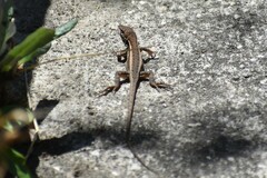 Stenocercus ornatissimus