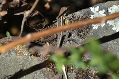 Stenocercus ornatissimus