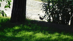 Passer domesticus domesticus