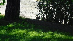 Passer domesticus domesticus