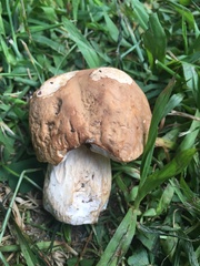 Boletus atkinsonii