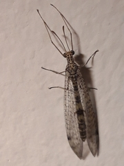 Gymnocnemia variegata