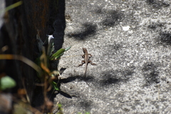 Stenocercus ornatissimus