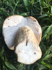 Boletus atkinsonii