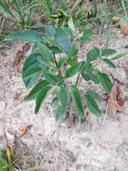 Physalis longifolia subglabrata