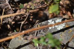 Stenocercus ornatissimus