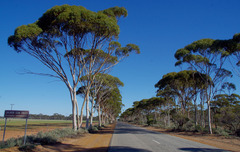 Eucalyptus salmonophloia