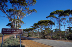 Eucalyptus salmonophloia
