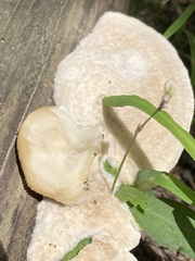 Tyromyces galactinus