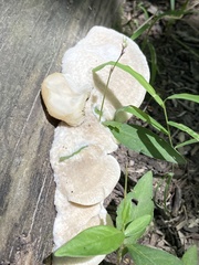 Tyromyces galactinus