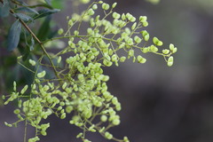 Bursaria spinosa