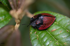 Cyrtonota