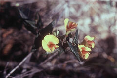 Platylobium triangulare