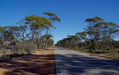 Eucalyptus longicornis