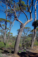 Eucalyptus longicornis