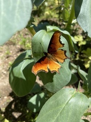 Polygonia haroldii